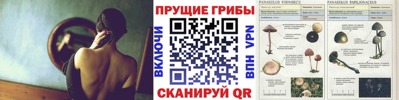 KRAKEN ССЫЛКА Моздок Псилоцибиновые грибы Psilocybine cubensis что такое наркотик